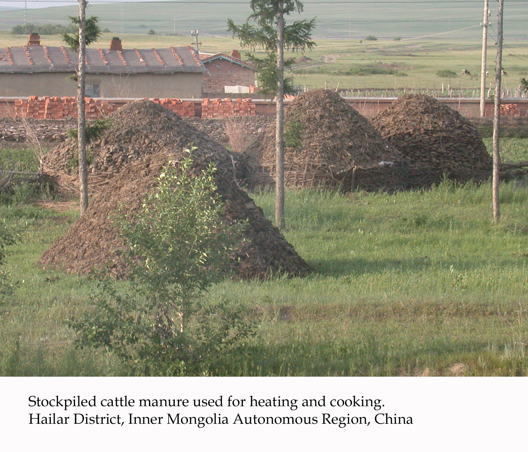 cattle manure CHINA_05_B_ 101 (1)